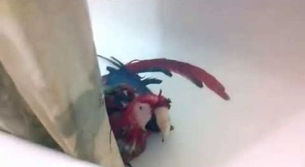 Des perroquets joue dans une baignoire !