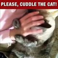 Daily Best   Adorable cats begging for some cuddling