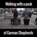 Walking With A Pack Of German Shepherds