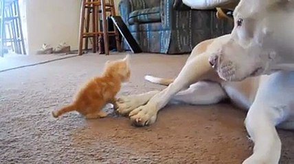 Un chien prend soin d'un tout petit chaton