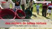 Pérou: des milliers de bébés tortues relâchées dans la nature