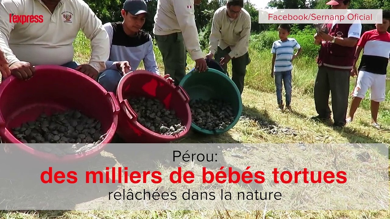 Pérou: des milliers de bébés tortues relâchées dans la nature