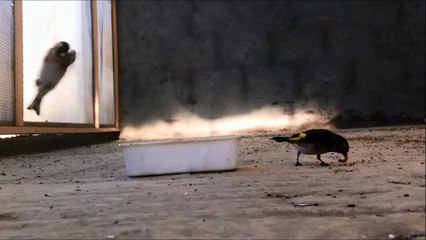 Goldfinchs eat Mealworms