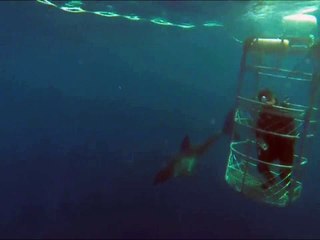 Beyaz köpekbalığının başka bir beyaza saldırı anı