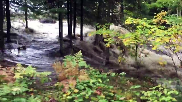 Etrange ! La rupture d'un barrage construit par des castors provoque la vidange d'un étang