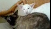 mijn katten