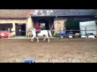 Bounty Jument Lipizzan 5 Ans