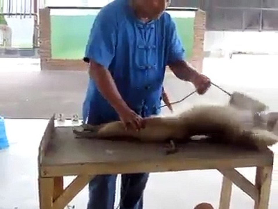 Push Ups of Monkey