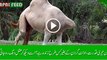 Allah-Ki-Qudrat-Ka-Karishma-Head-Less-Camel-Is-Still-Alive-Allah-Ki-Qudrat-2016