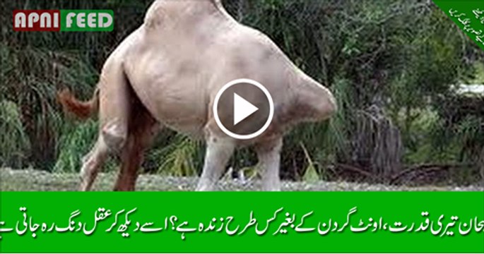 Allah-Ki-Qudrat-Ka-Karishma-Head-Less-Camel-Is-Still-Alive-Allah-Ki-Qudrat-2016