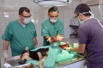 Sokak Köpeğinin Karnından 2 Kilo Tümör Alındı