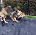 Ce mignon chien tente de stopper l'eau qui dévale la rue