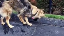 Ce mignon chien tente de stopper l'eau qui dévale la rue