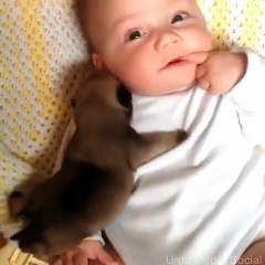 You Won't Believe How This Newborn Puppy Reacts To A Baby