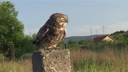Gradske ptice - Sova kukumavka (Sivi ćuk)