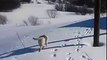 Labrador Dog enjoys the Snow