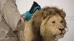 A lion killed by Teddy Roosevelt gets a new life