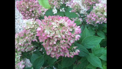 Surah Baqarah Translation &Tafseer part 9(Apna emaan check ker lo)