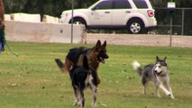 Huskies At A Dog Park