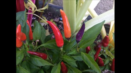 Surah Baqarah Translation &Tafseer part 11