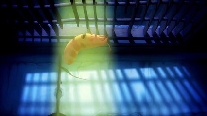 Larva Cartoons for Kids Ep 33