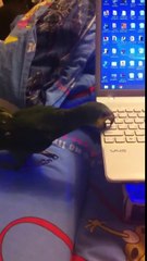 Parrot breaks laptop. Venezuelan Amazon Попугай ломает ноутбук сдирает кнопки клавиатуры Венесуэльский амазон Валера