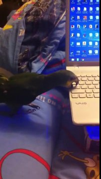 Parrot breaks laptop. Venezuelan Amazon Попугай ломает ноутбук сдирает кнопки клавиатуры Венесуэльский амазон Валера