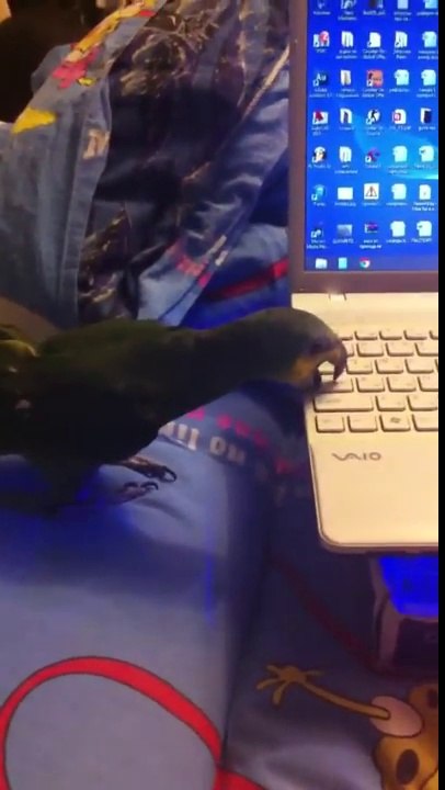 Parrot breaks laptop. Venezuelan Amazon Попугай ломает ноутбук сдирает кнопки клавиатуры Венесуэльский амазон Валера