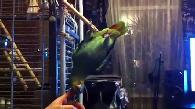 Orange-Winged Amazon parrot hanging on one leg Венесуэльский амазон Попугай Валера висит на одной лапе на жердочке и кус