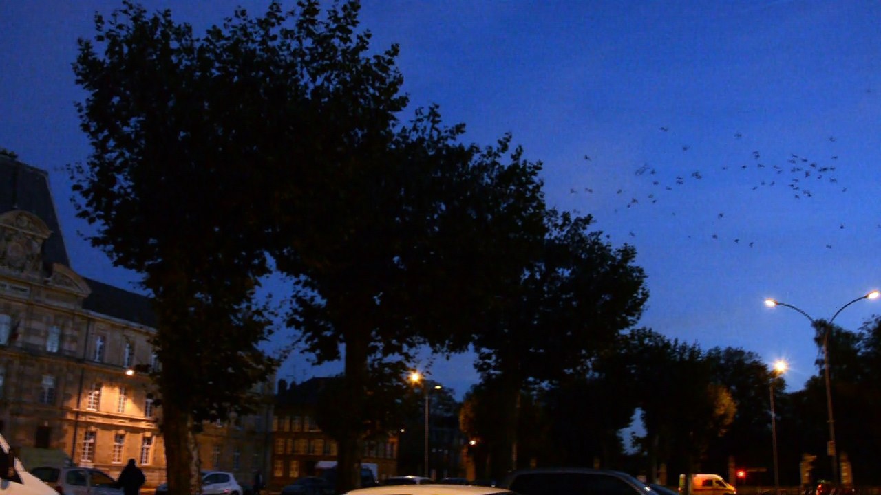 Le bruit assourdissant des étourneaux à Sedan