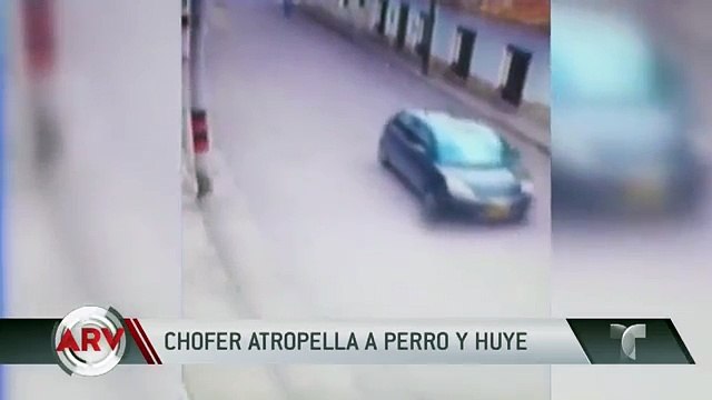 Imágenes fuertes: Mira cómo este conductor atropelló un perro y lo abandonó