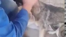 Quand cette femme touche ce chien, il réagit d'une façon incroyable. Regardez !