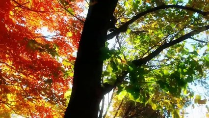 Autumn - FREE Video Background Loops HD