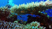 Beautiful aquarium - FREE Video Background Loops HD