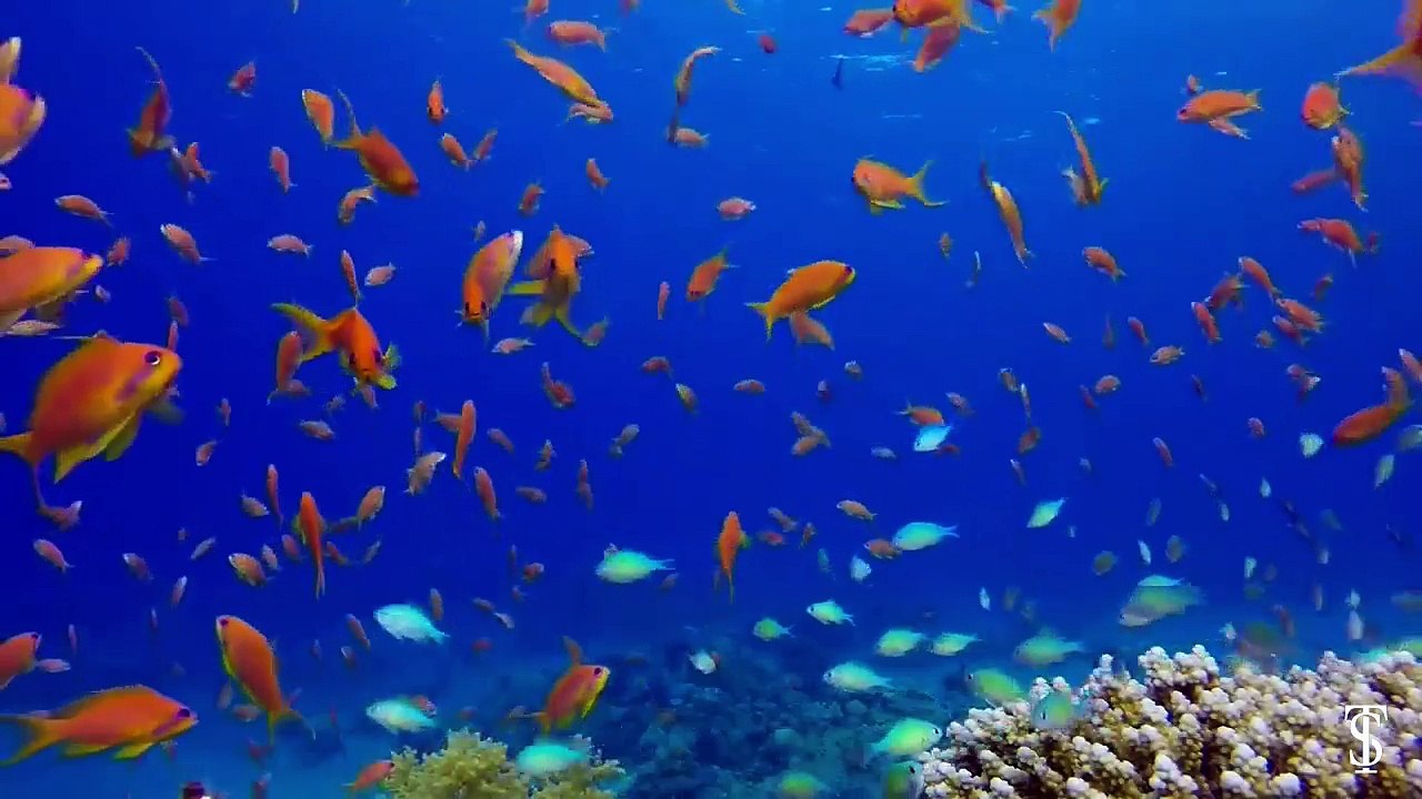 Thousands of fish - FREE Video Background Loops HD