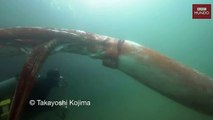 Un calamar gigante aparece sorpresivamente en un puerto de Japón