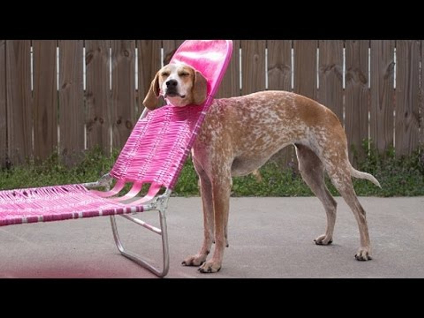 PETS & ANIMALS and their funniest moments - Funny animal compilation