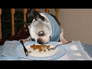 Super fun and humorous ANIMAL videos #7 - Funny animal compilation - Watch & laugh!