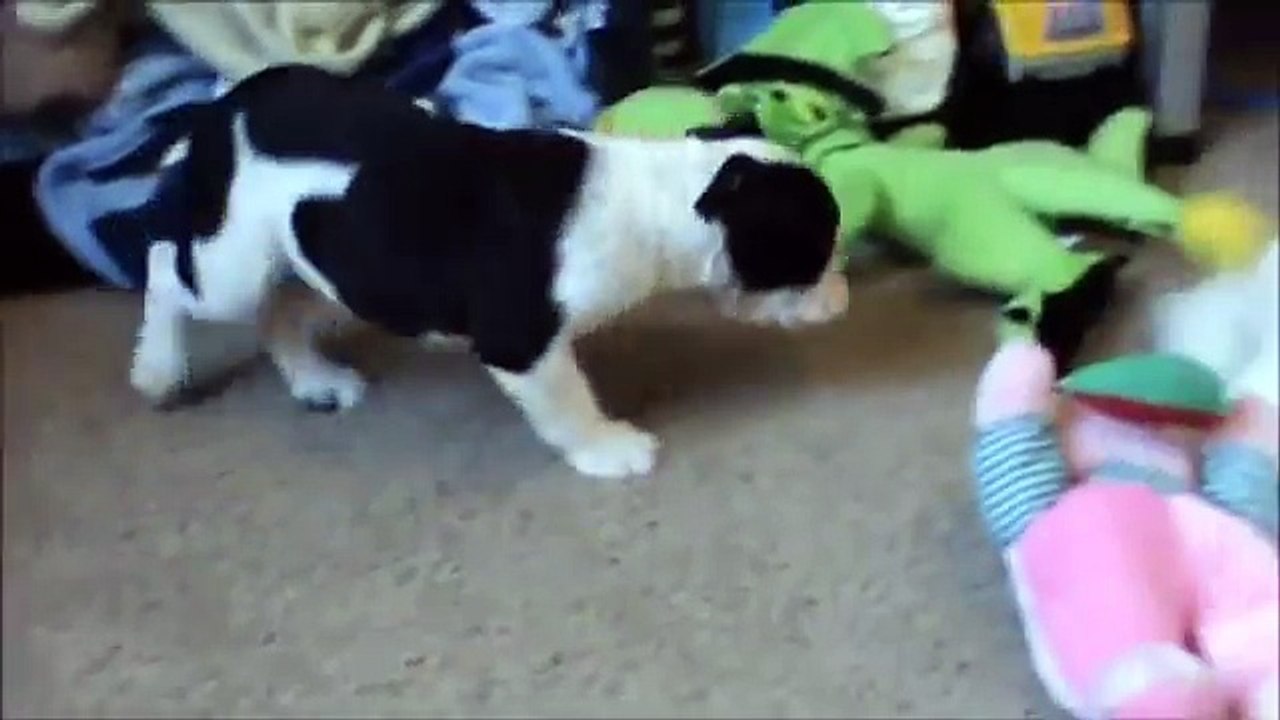 Zorro