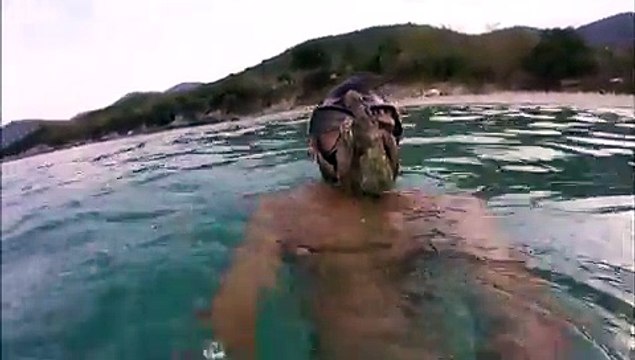 Une pieuvre s’accroche sur le masque d’un plongeur