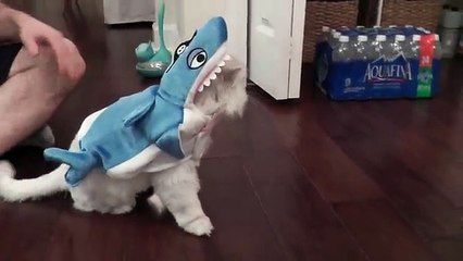 CLOUD'S HALLOWEEN COSTUMES!!!(360p)