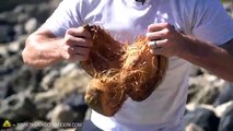 Coconut Busting Experiment(360p)