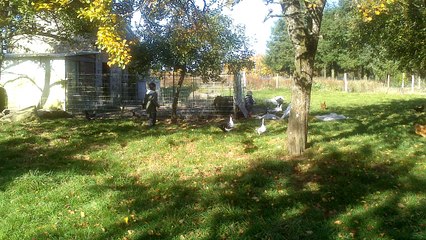 Elias cours après les poules pour en caresser une