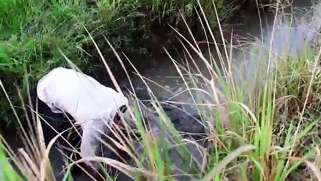 Net Fishing In Battambang Province -Khmer Cast Net Fishing-Cambodia Traditional Fishing (P