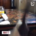 Ce chat a été rejeté par ses 5 maîtres précédents, car il est trop FOU! Admirez-le en pleine action!