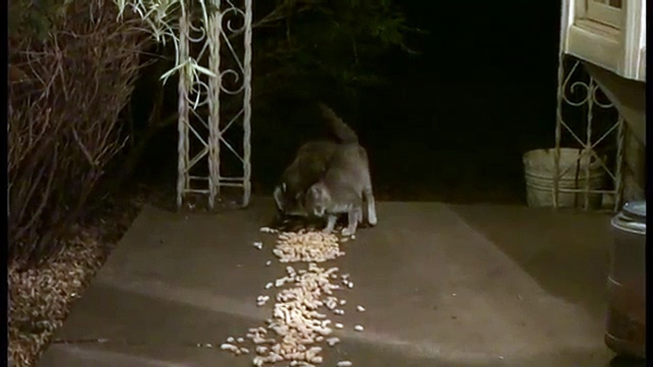 Ils entendent un bruit étrange, dehors, tard dans la nuit - et ce qu'ils découvrent sur le porche les prend de court...