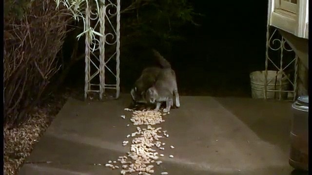 Ils entendent un bruit étrange, dehors, tard dans la nuit - et ce qu'ils découvrent sur le porche les prend de court...