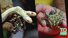 Porco mutante com pinto na cara nasceu na China.
