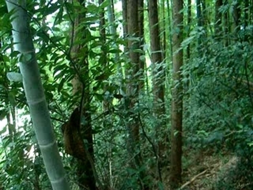 jungle japonaise japanese jungle