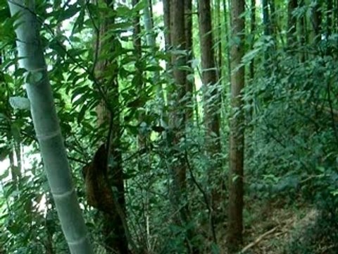 jungle japonaise japanese jungle